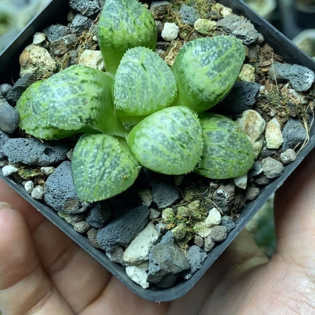 冠军寿一物一拍的