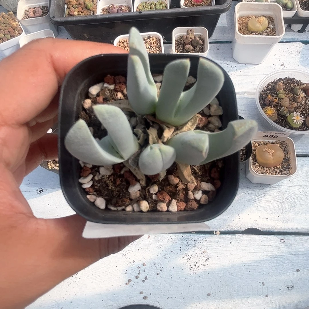 1104–番杏福利a70