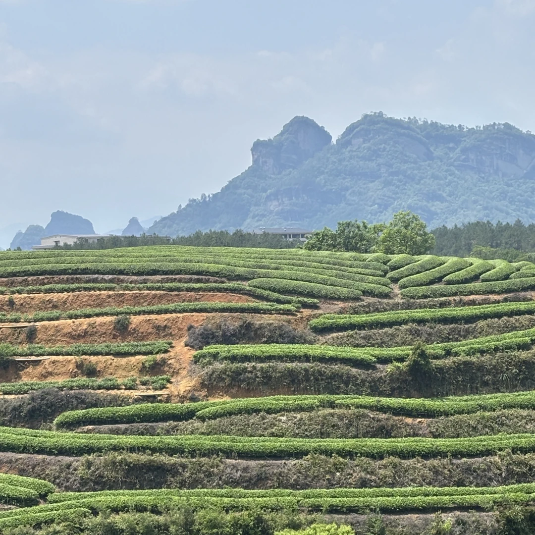 武夷山岩茶 大王峰肉桂
