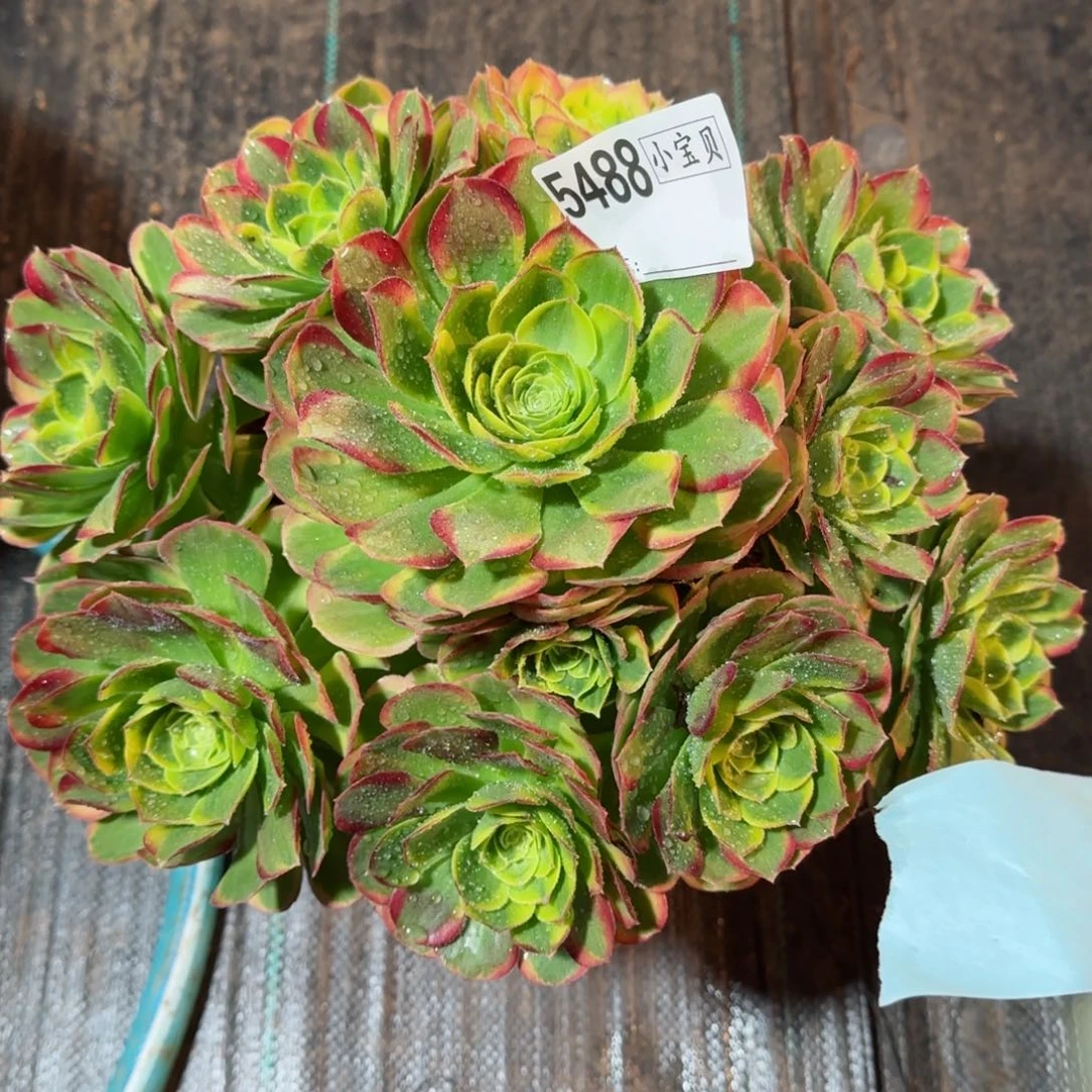 为**醉5488多肉万奶白多肉多肉