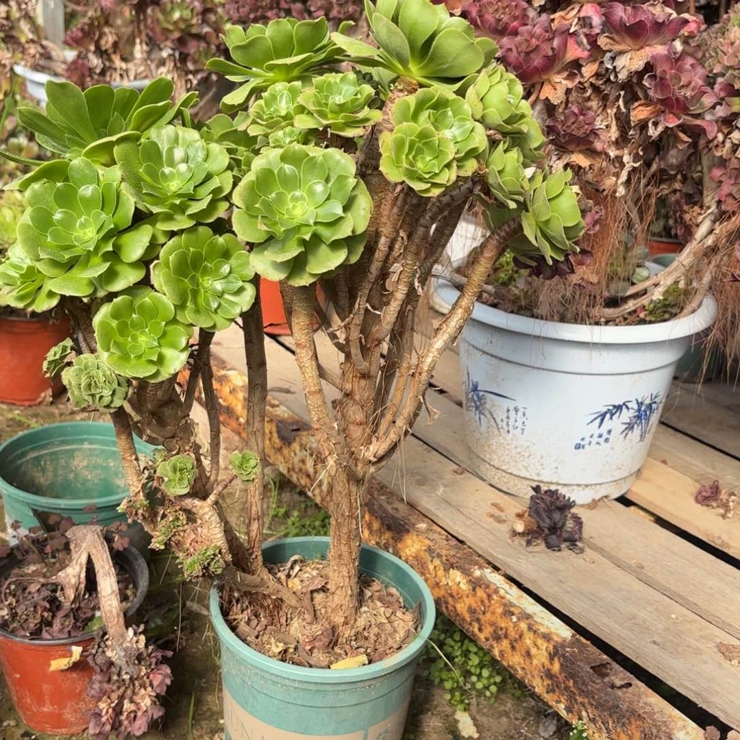 红陶哈哈哈哈哈哈哈哈哈哈