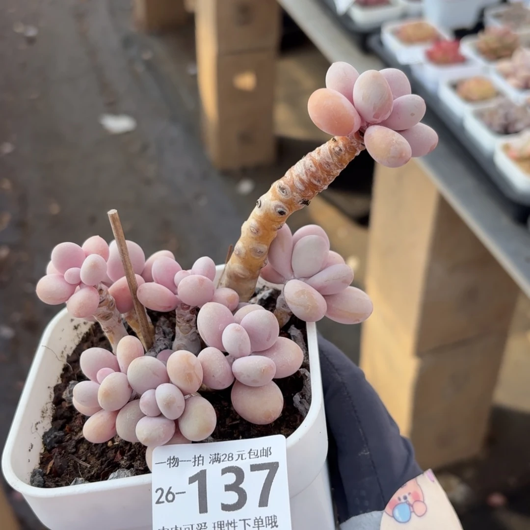 桃蛋无盆土发货无盆