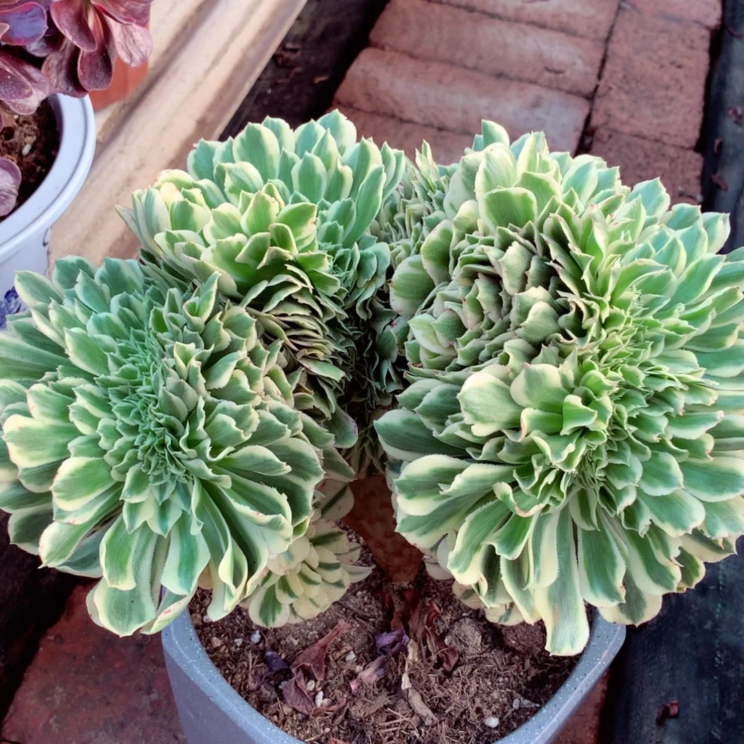 迈巴赫缀，多肉植物