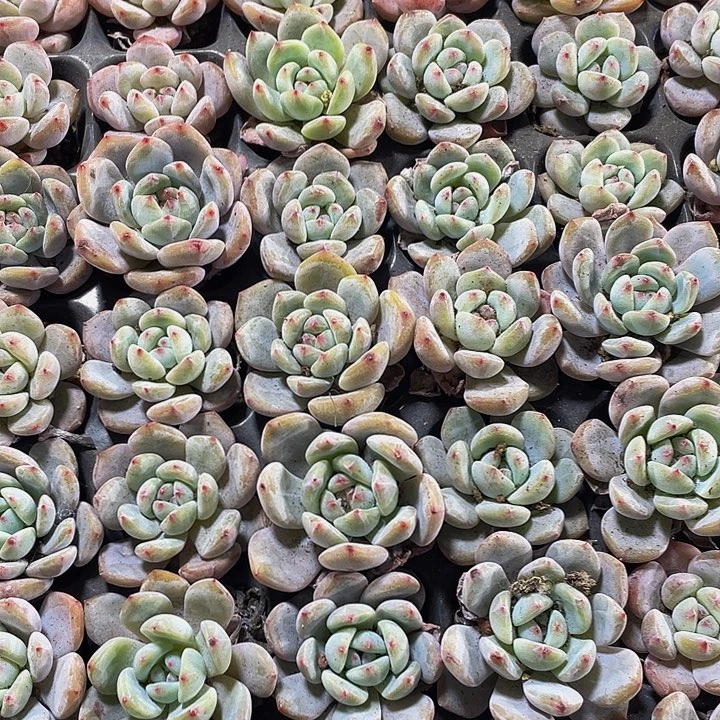 小橙子1元带土发货