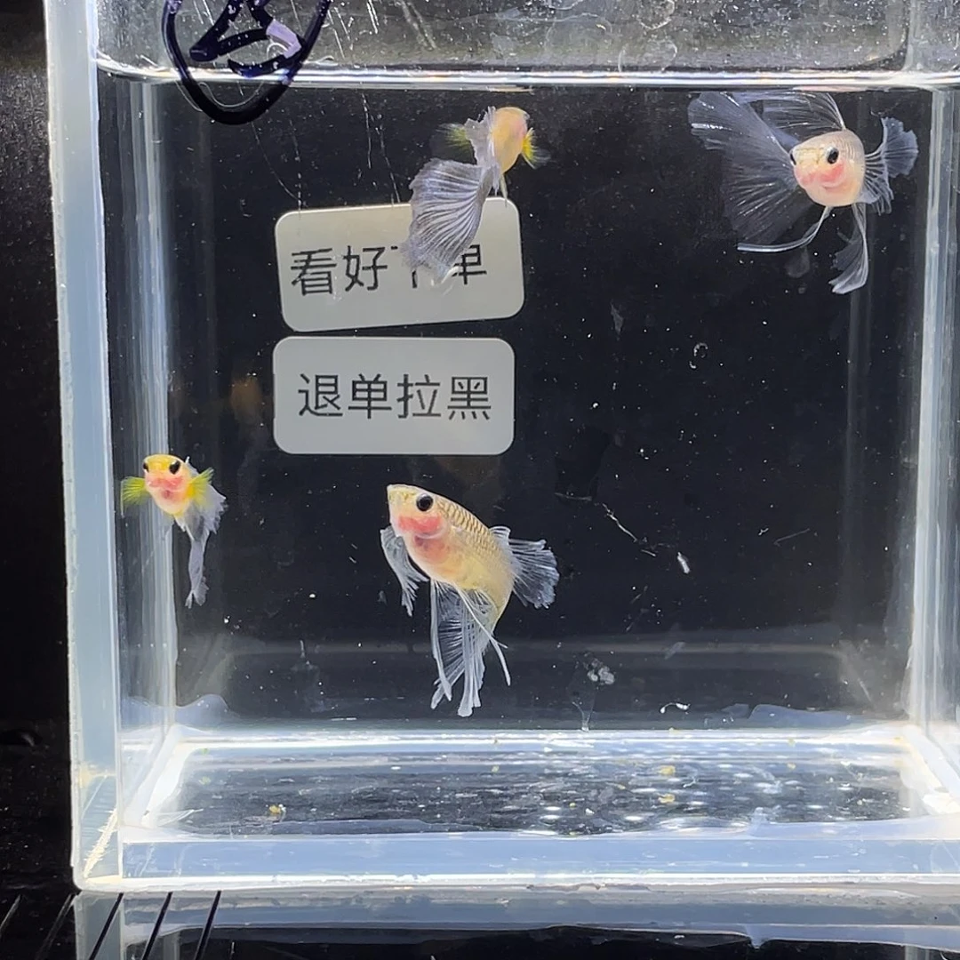 孔雀鱼黄化蓝礼服玻璃猫绒球