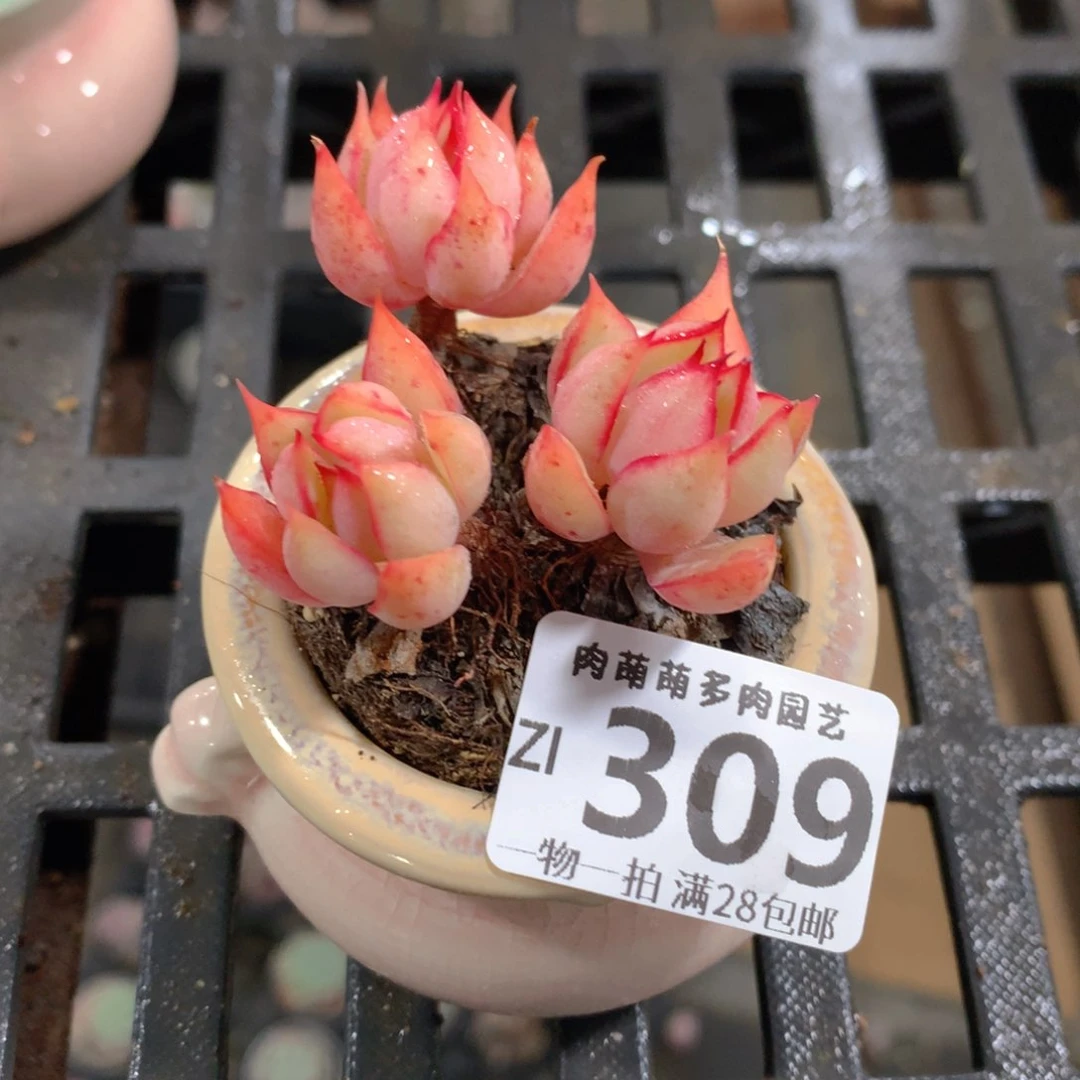 肉萌萌拇指盆精控多肉ZI309