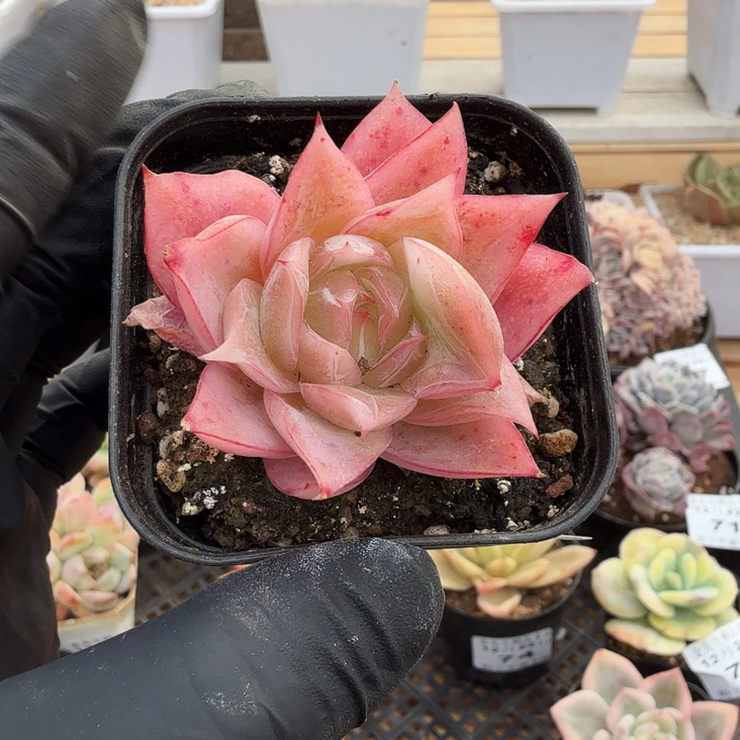 1222-77冰心单头a