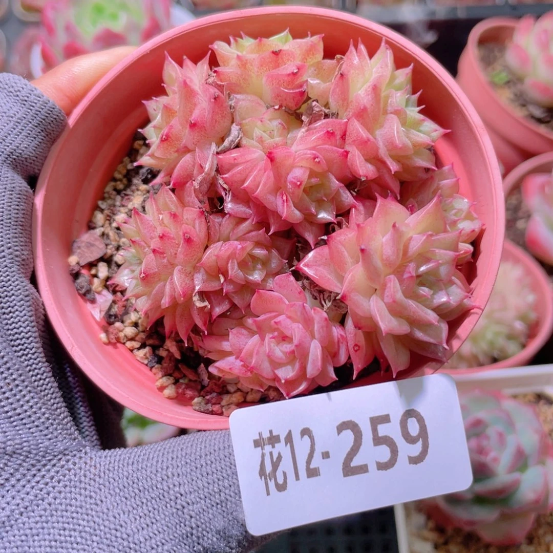花利美12-259麦秆群