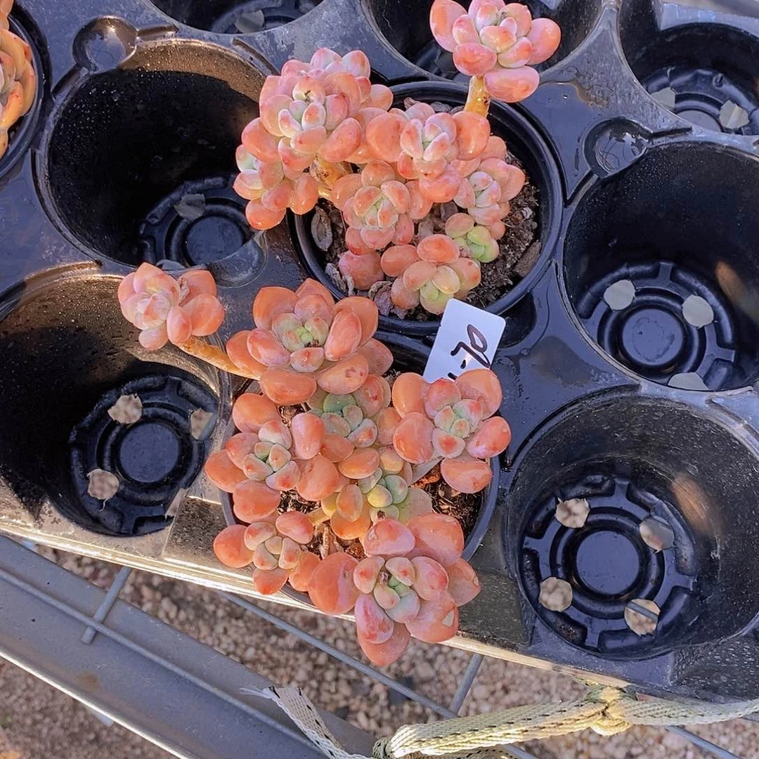 14-70-红洛神群福利一颗量拍