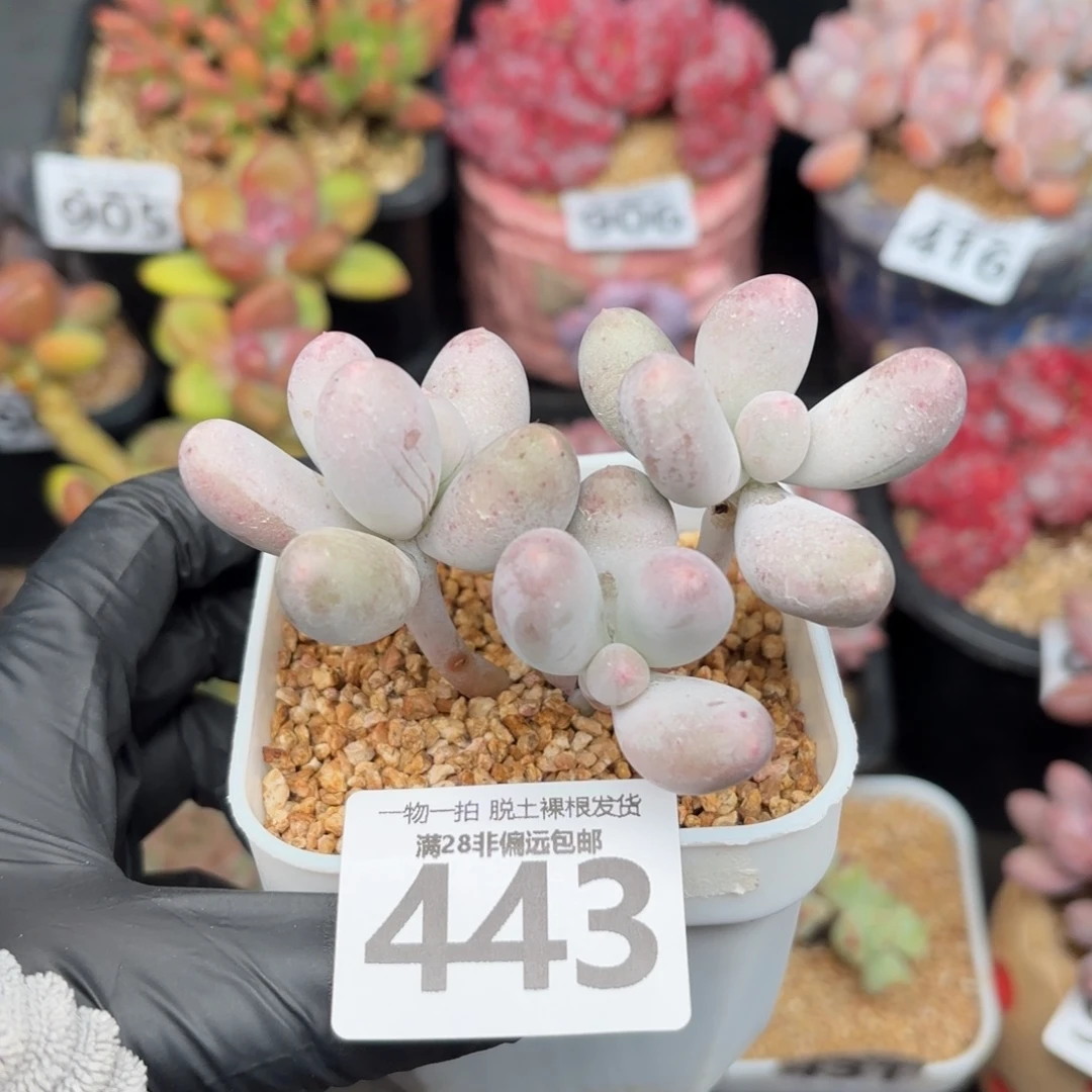 米可奶无盆土发货