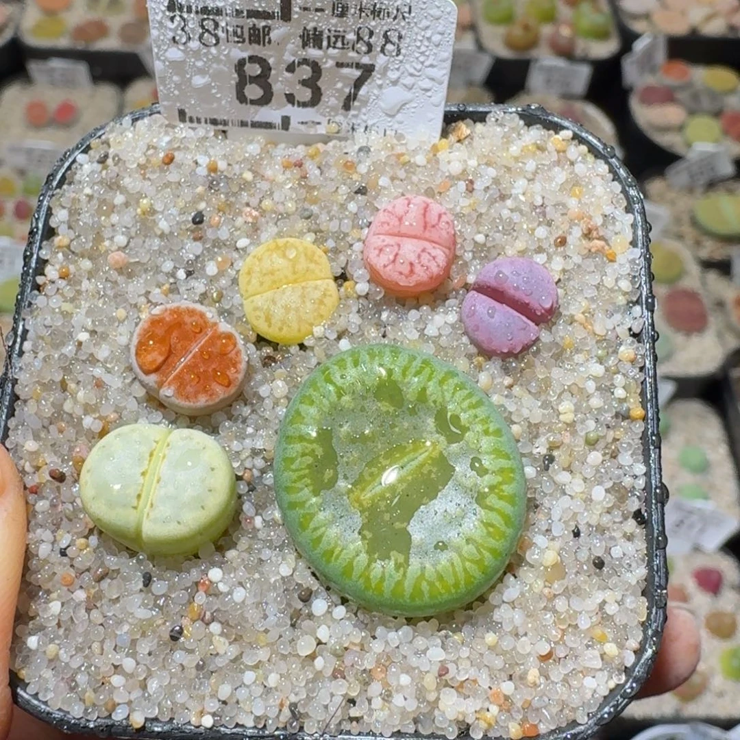 Sss精品清货价837