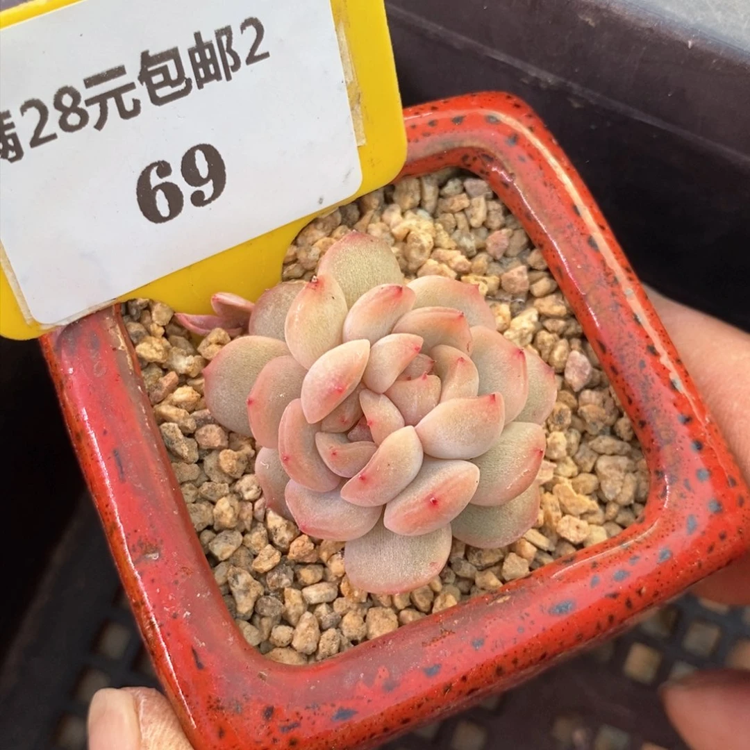 269红恋分心多肉植物