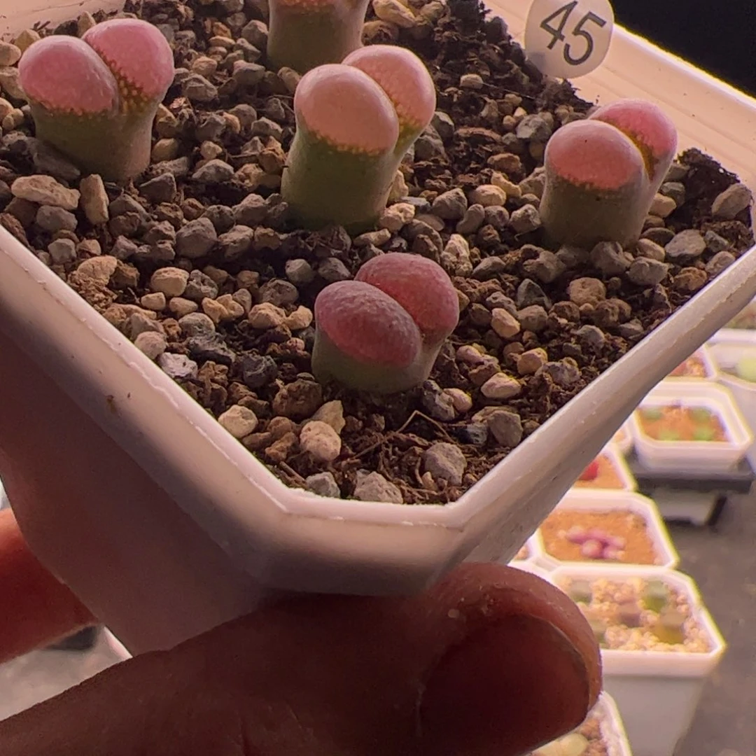 7.16红风铃多肉植物45