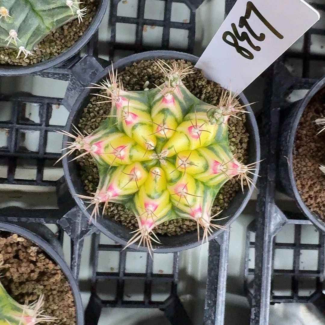 L238-1121广东发货 花田