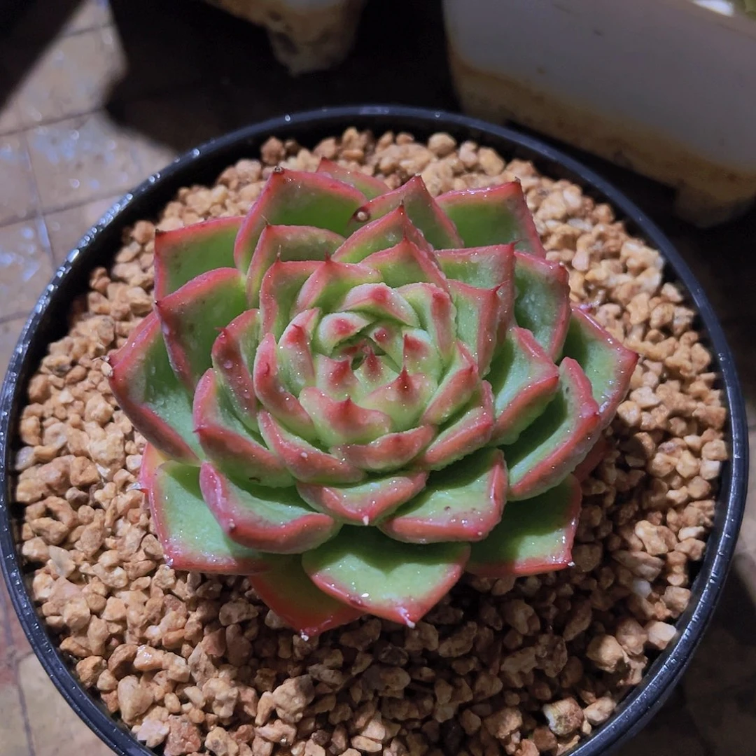 潇*妹新品，多肉植物，