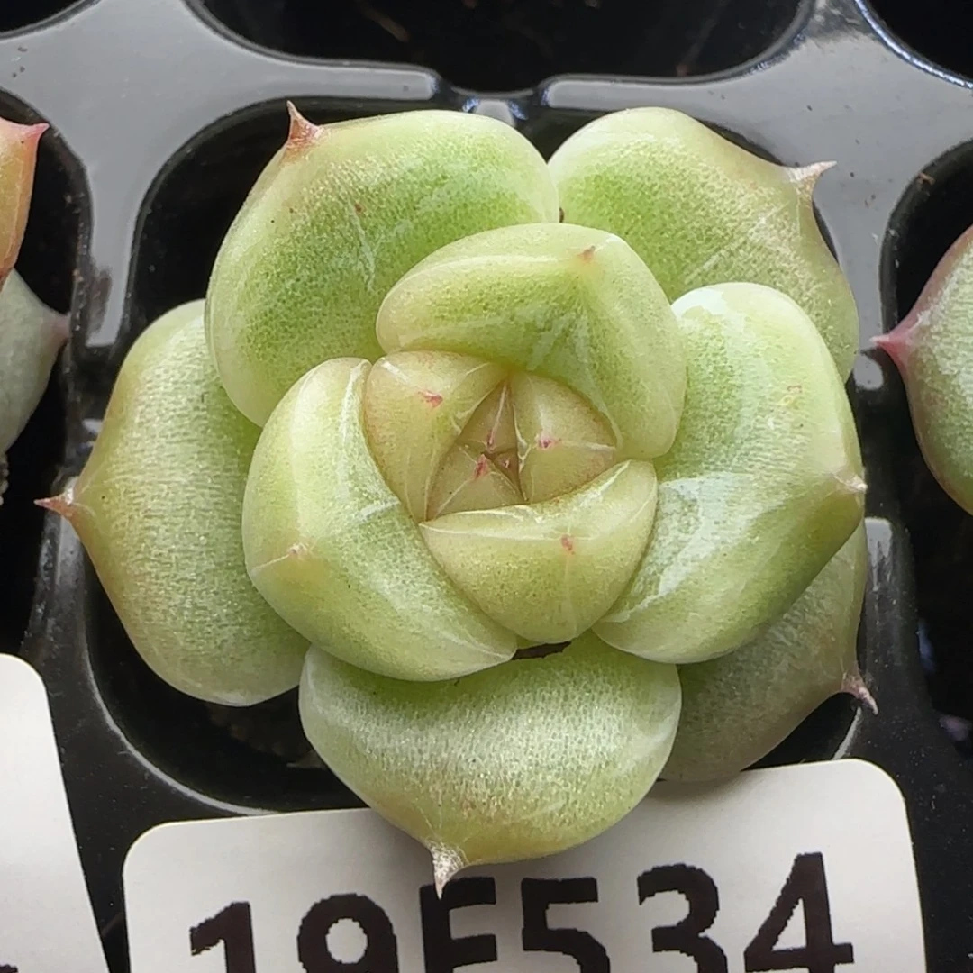 【满29包邮非偏远】534珍妮