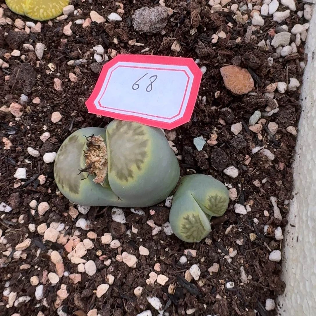 68多肉哈哈哈哈哈哈哈