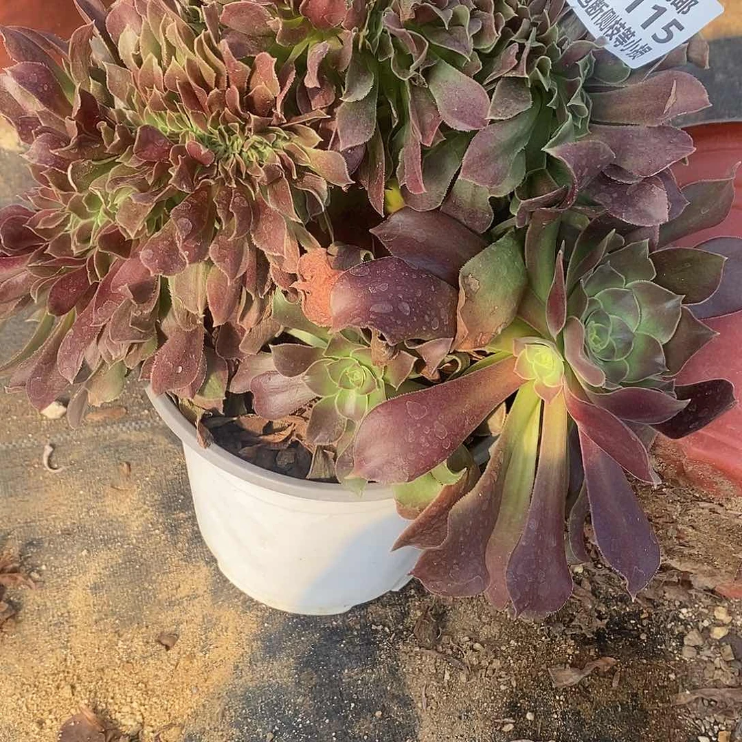 115韶羞缀化多肉