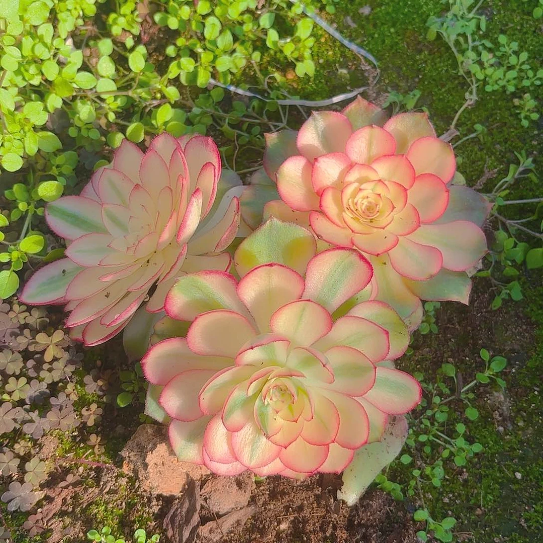 荔枝三颗组多肉植物