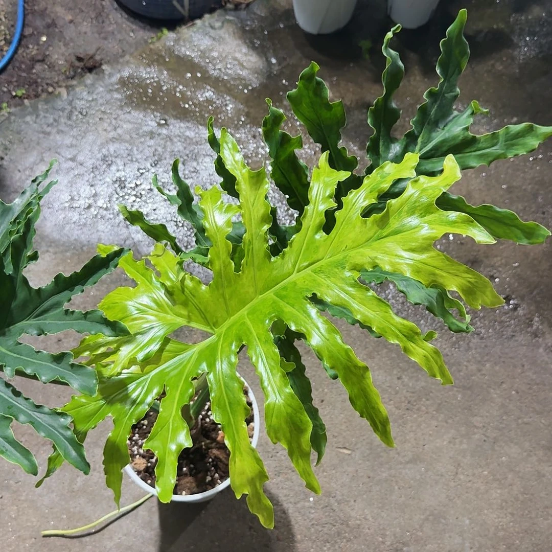 无花朵斜**雨春雨锦一物一拍