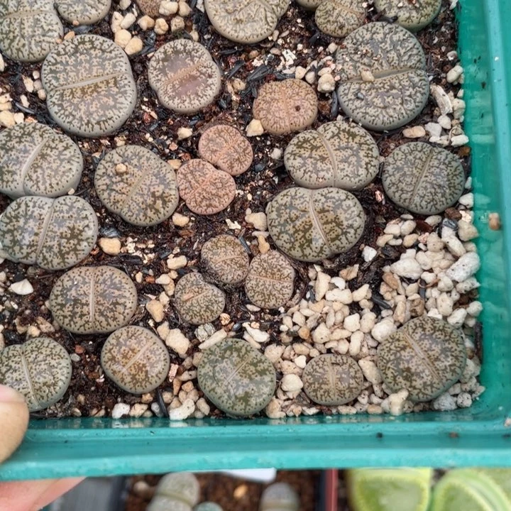 605白弁天带盆满18元包邮