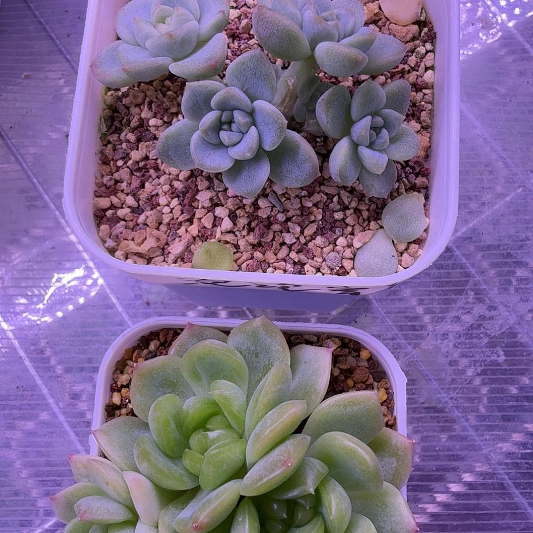 绿财富，碧琉璃一物一拍