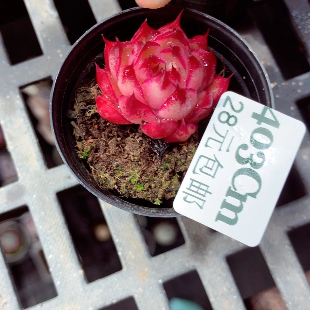 5厘米盆精控多肉403