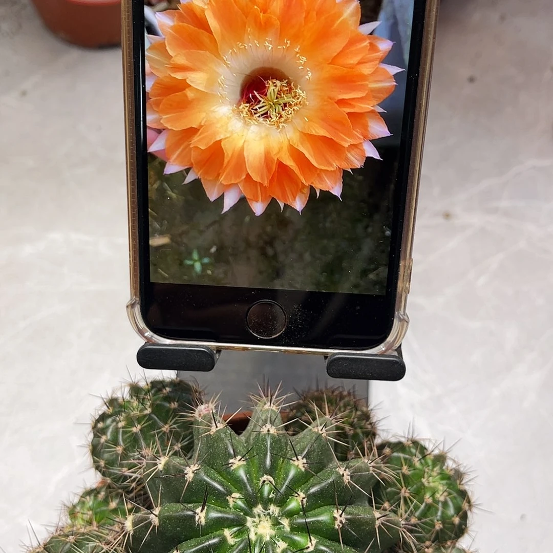 彩草72号11公分左右