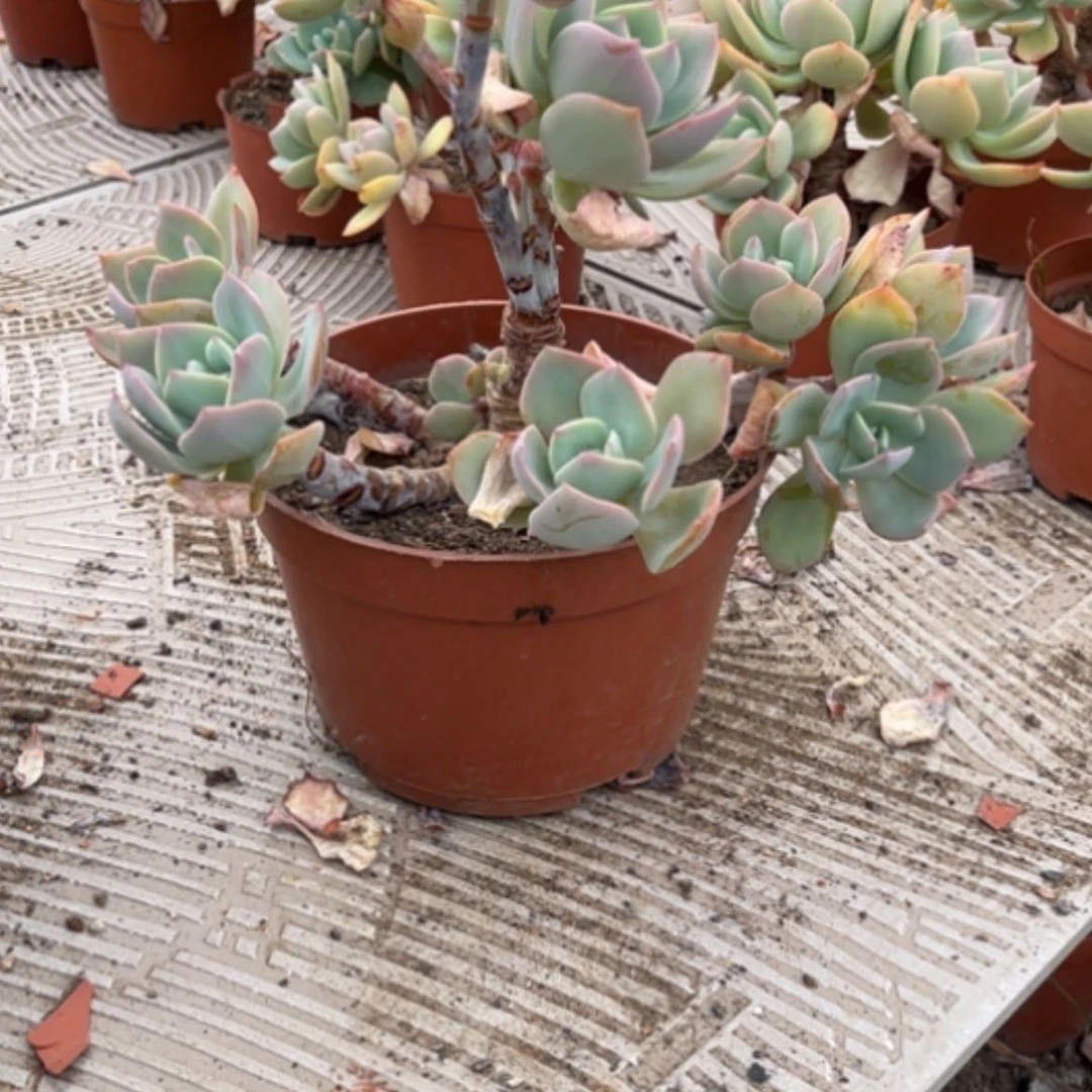 【闪购商品】?****?白凤