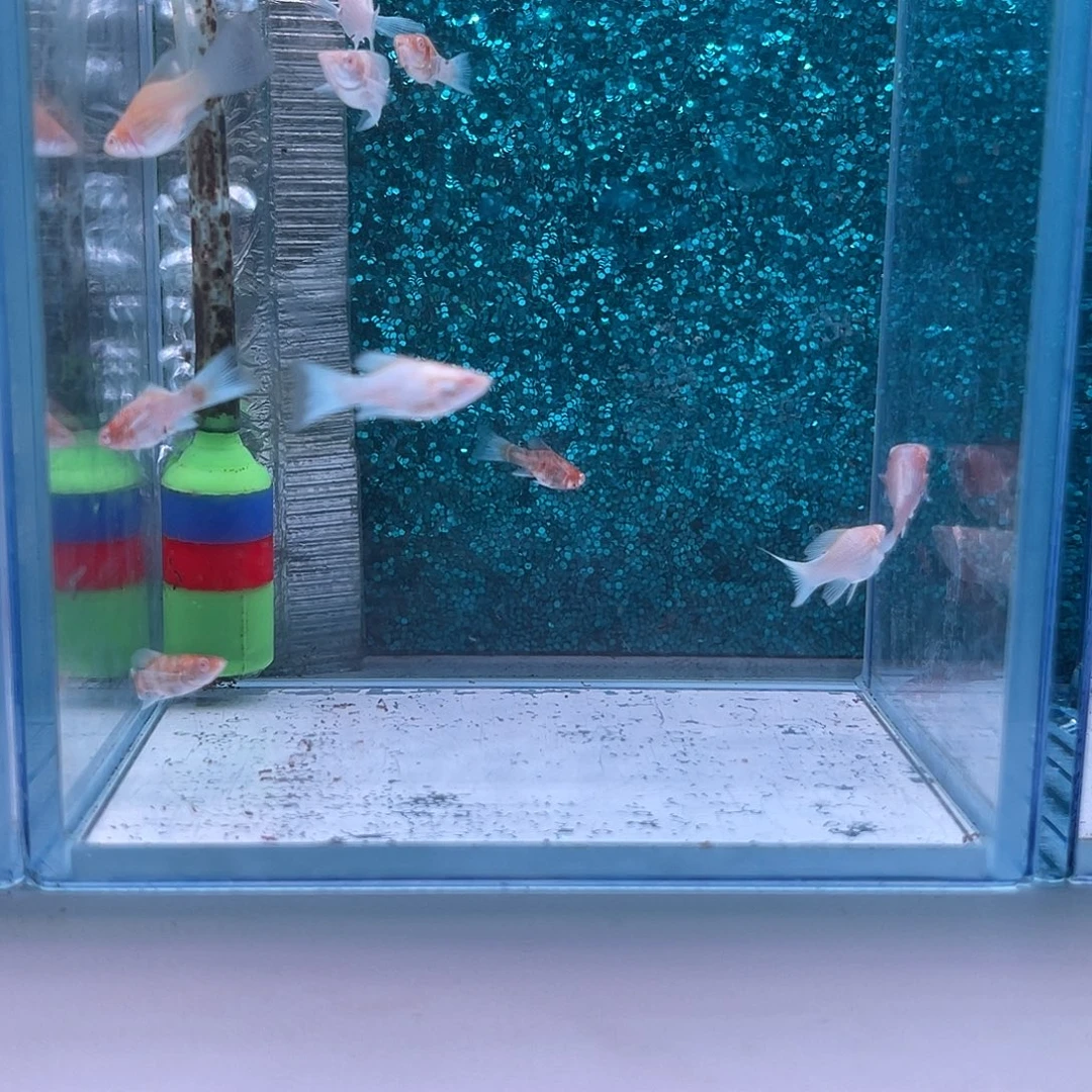 黑玛丽鱼625号玛丽苗子10条