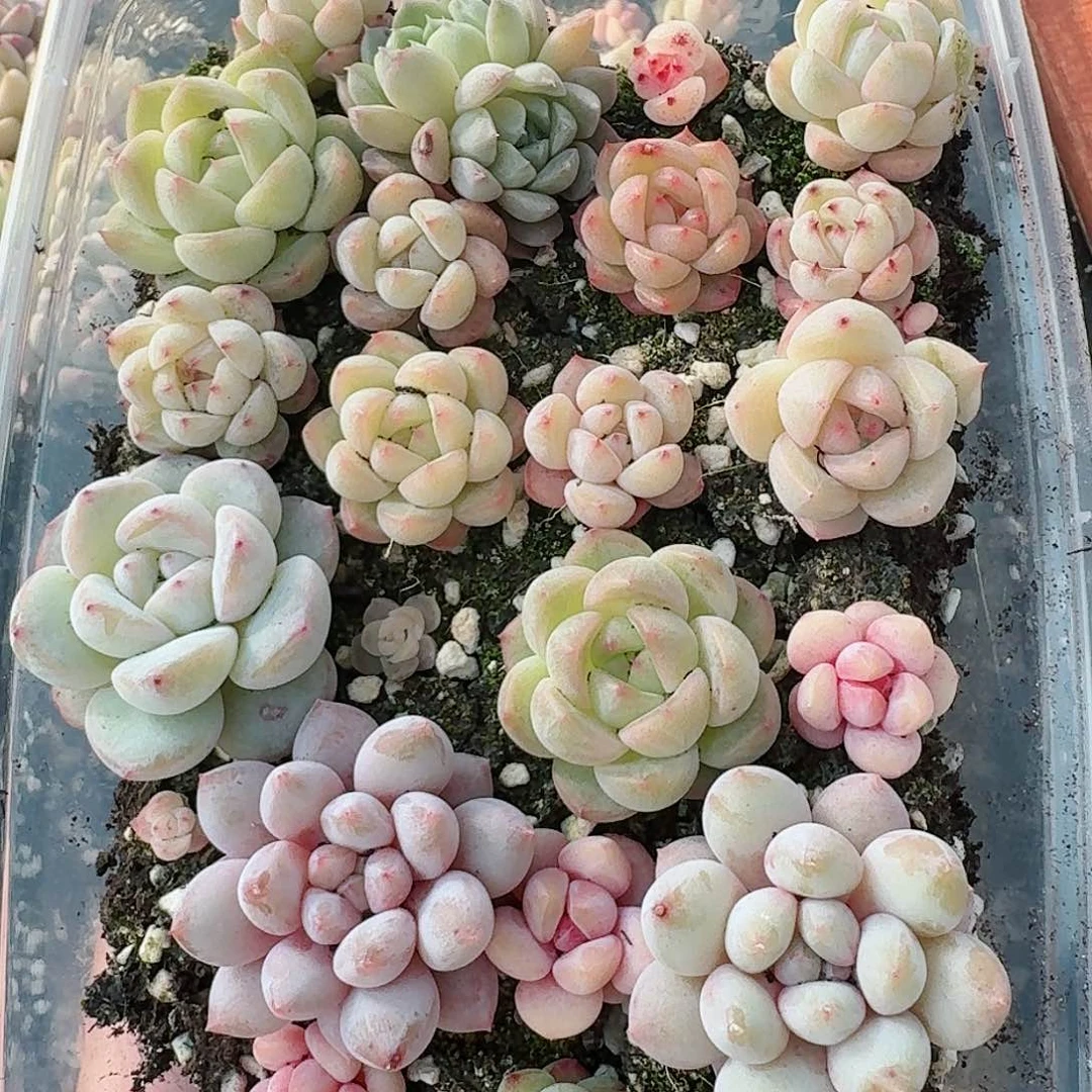 杂交新品珍妮多肉276