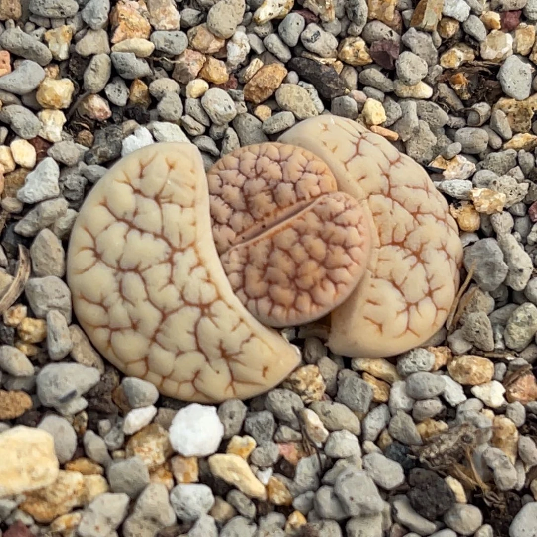 7490红纹睫毛荒一颗