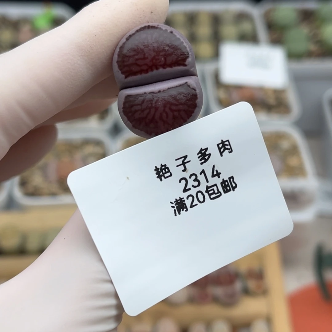 2314号一棵好看的紫菊