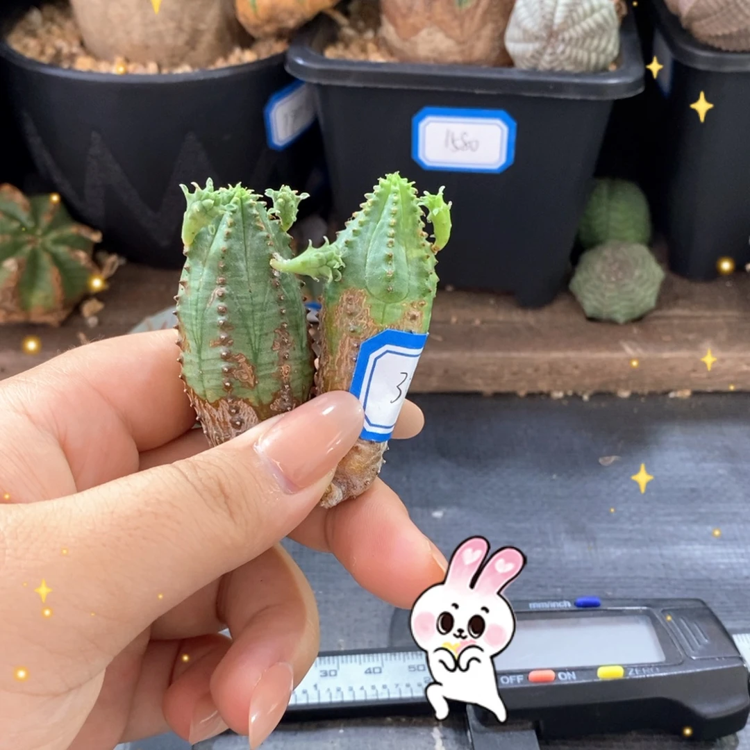 10群生崽崽 一物一拍