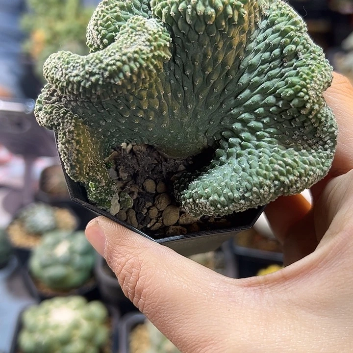 78号实生菊水8.4公分