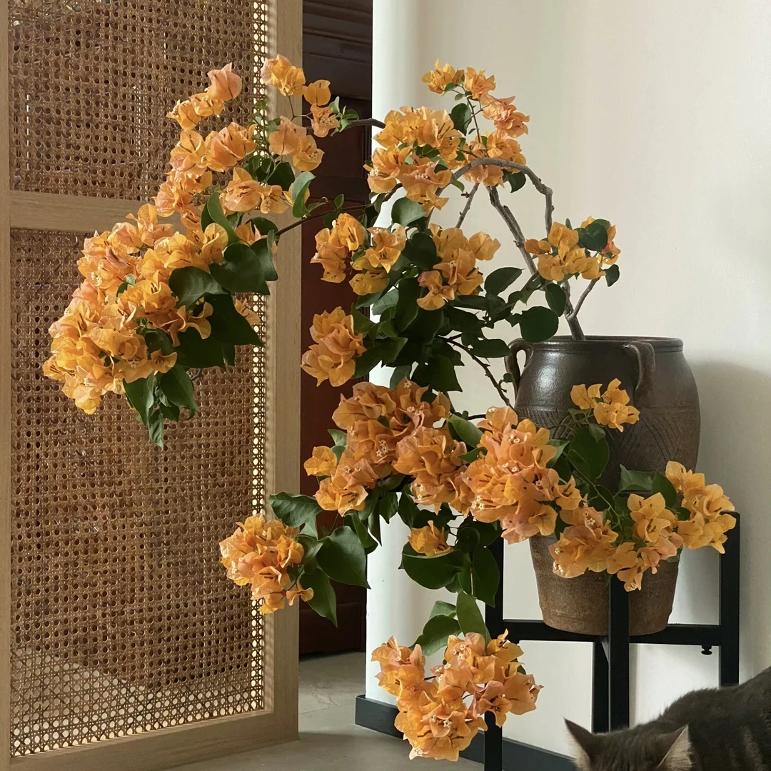 【加州黄金】一物一拍花色渐变三角梅原盆土常开适合庭院阳台种植
