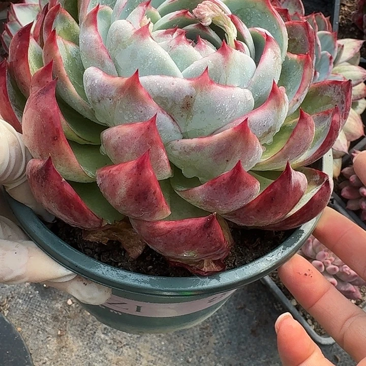 惊鸿惊鸿惊鸿 755.......