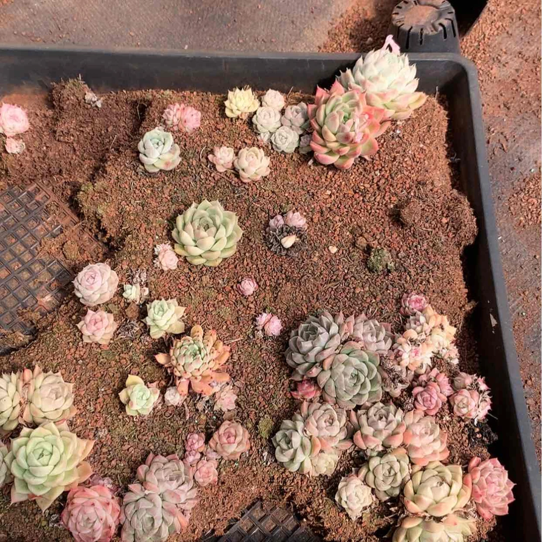 【闪购商品】云759