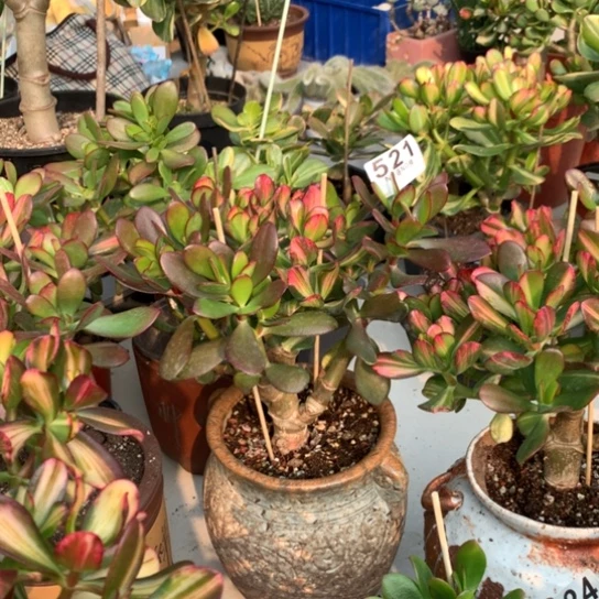 用****9521卷叶紫叶一体脱土发货