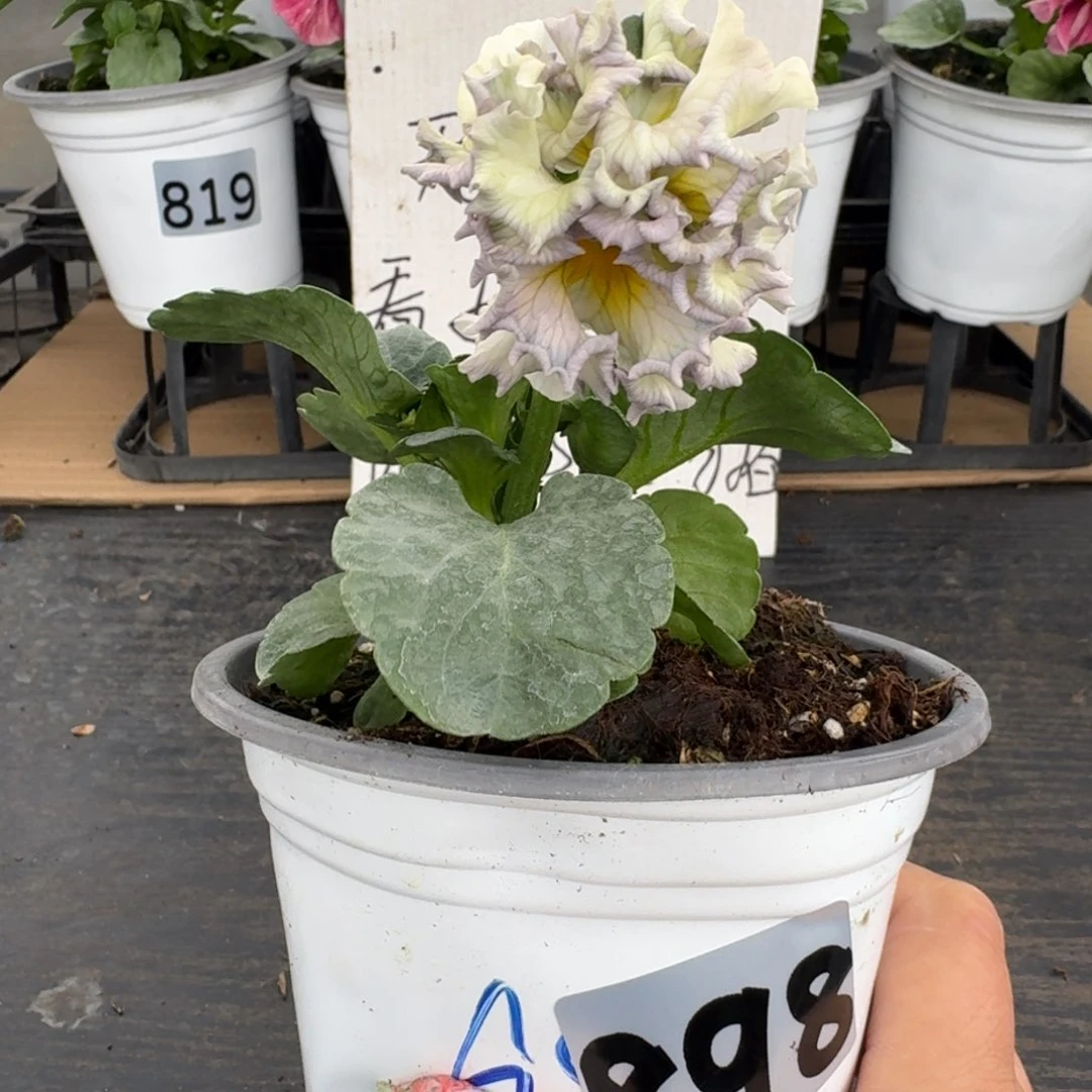 全部花朵898号981