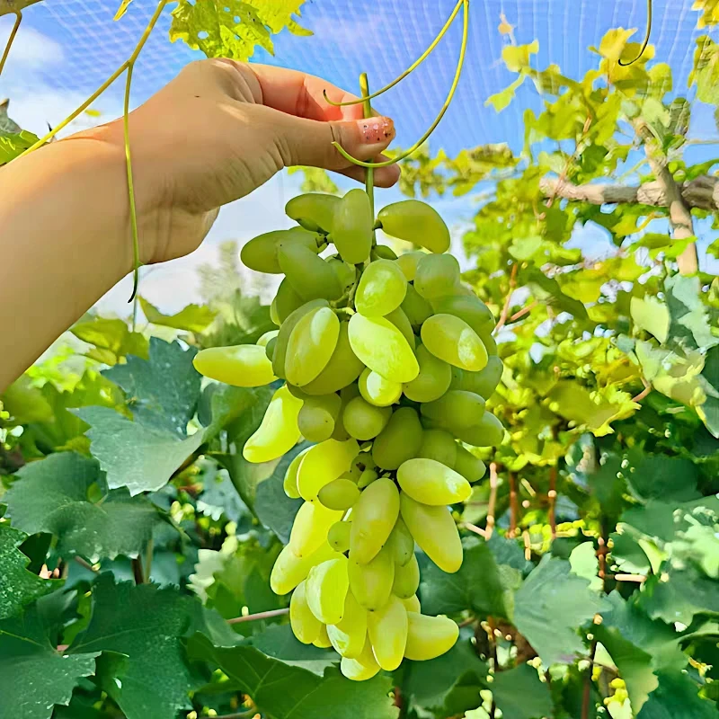 上海马陆葡萄金手指五斤装整串现摘现发应季新鲜水果纯甜无籽顺丰