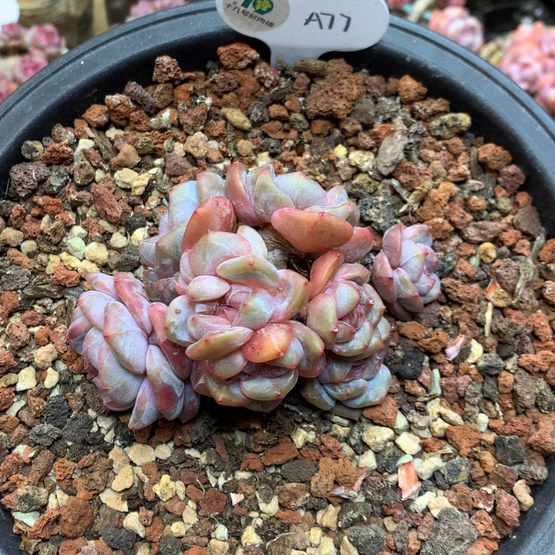 A77 10头油脸 有砍10厘米