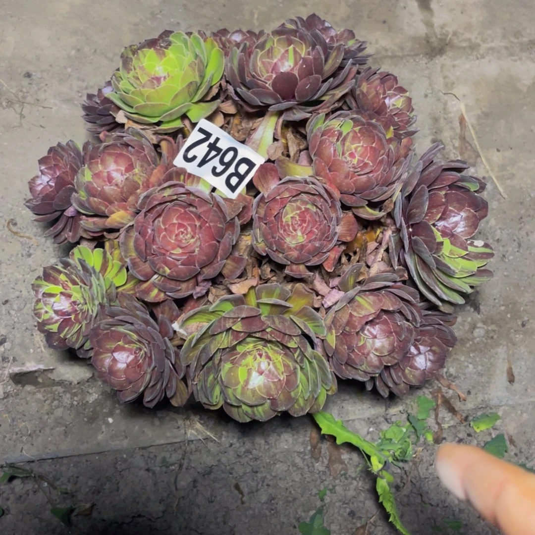 花月夜32/-9包邮法师