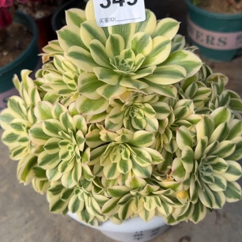 349迈巴赫20厘米左右