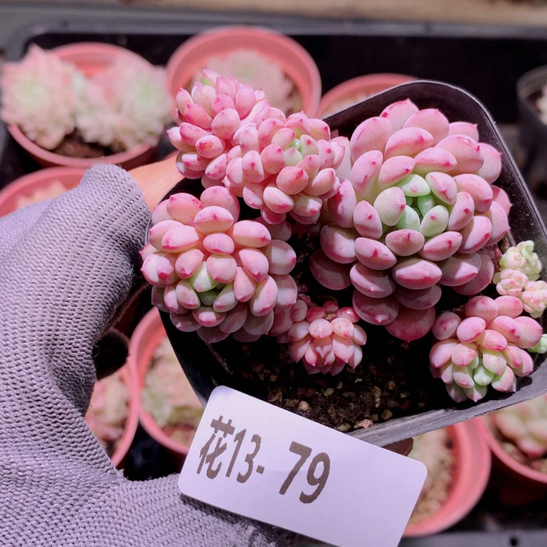 【闪购商品】花13-79珍珠豆