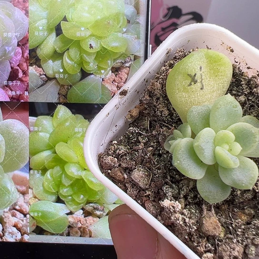 现金财富一物一拍