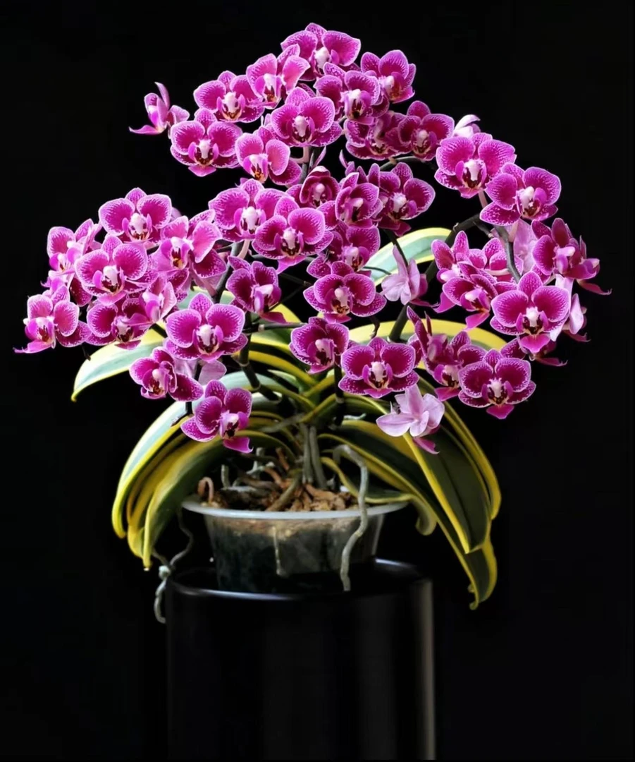 稀少品种  2个花剑【金边蔓越莓】能开100多个花苞 爆花机器