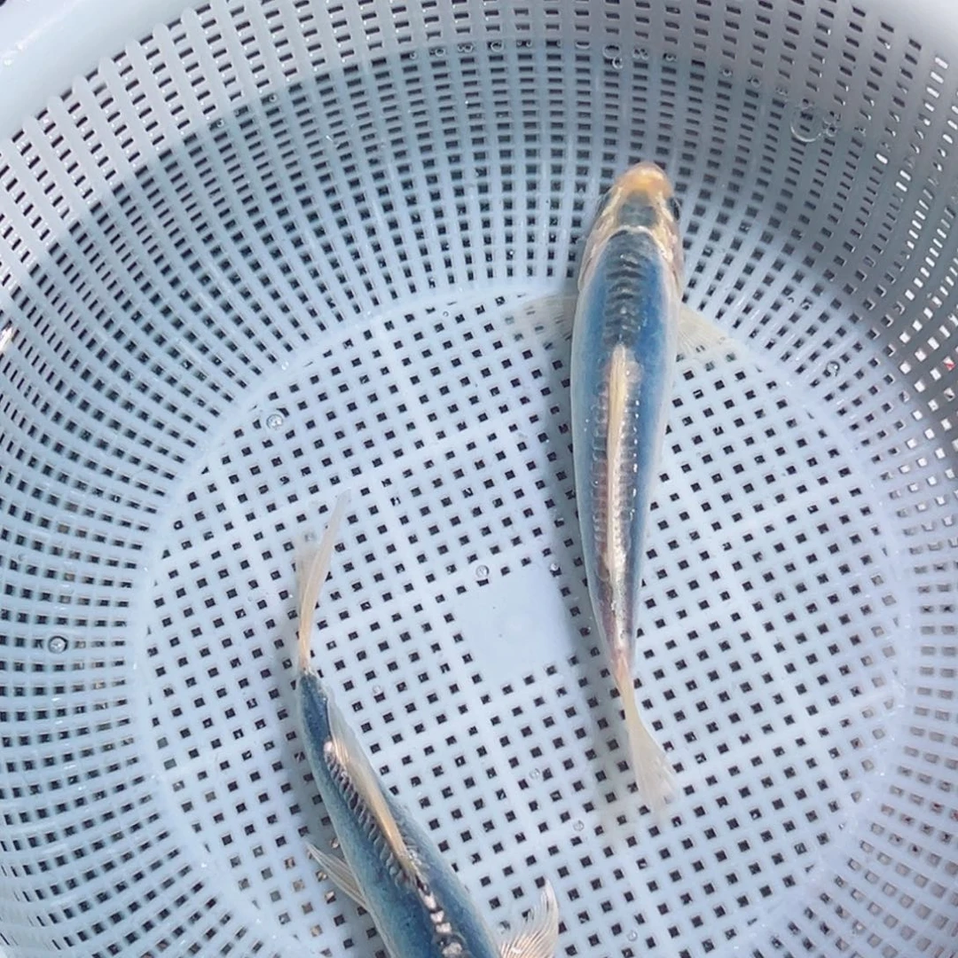 锦鲤锦鲤观赏鱼1111