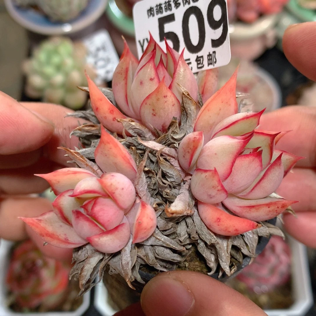 5CM拇指盆精控多肉YY509