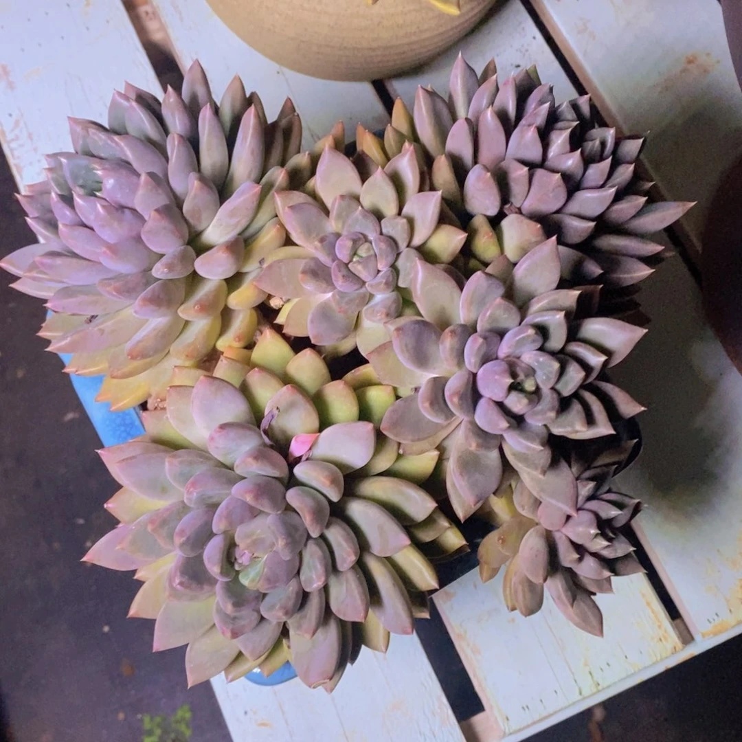 多肉植物多肉植物